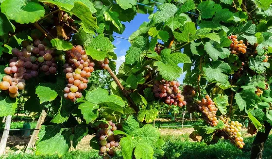 Solo unas pocas bodegas en el país han experimentado con ésta cepa.