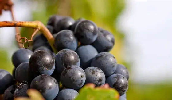 Es utilizada para vinos de corte. Argentina produce pocos 