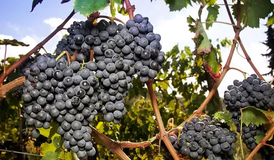 En su país de origen es la base de grandes vinos reconocidos a nivel mundial.