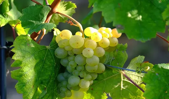 Segunda uva blanca a nivel mundial en cantidad de plantaciones.