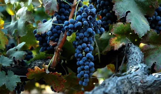 Soporta muy bien el sol, por eso se obtienen grandes vinos de esta cepa en regiones como San Juan o el Este de Mendoza.