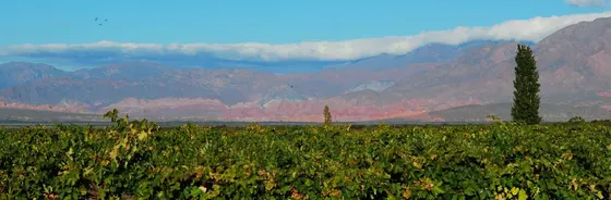 Bodega de Animaná - Paisaje