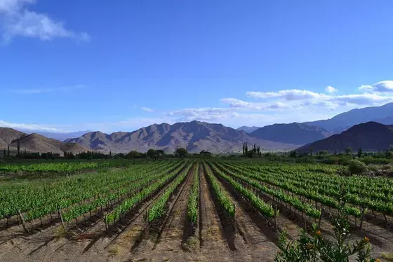 Vista de los viñedos de Bodega Adentro, Cachi