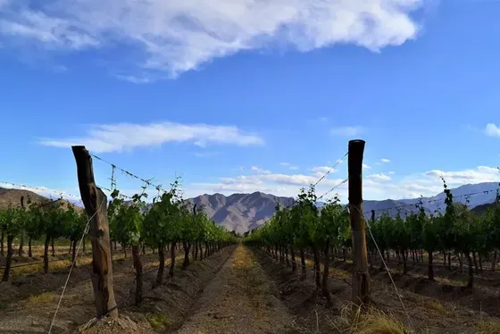 Vista de los viñedos de Bodega Adentro, Cachi