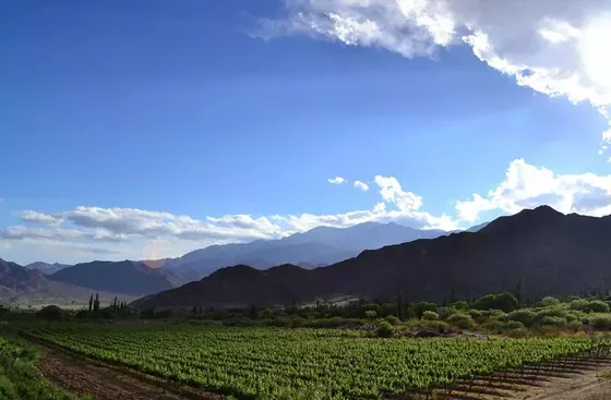 Vista de los viñedos de Bodega Adentro, Cachi