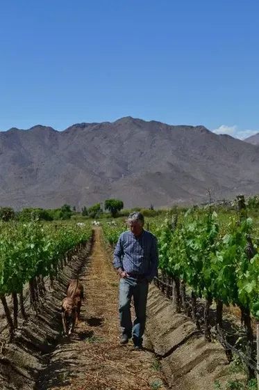 Vista de los viñedos de Bodega Adentro, Cachi