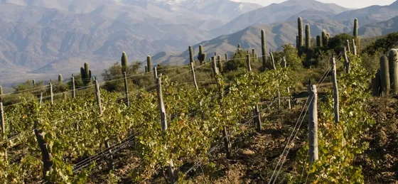 Bodega Colomé - Viñedos