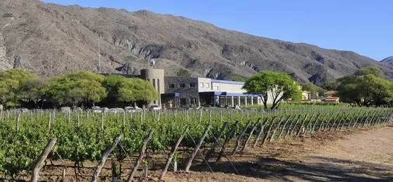 Bodega Colomé - Viñedos