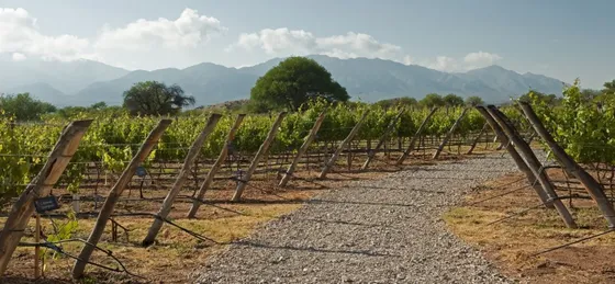 Bodega Colomé - Viñedos