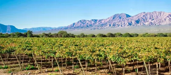 Bodega Etchart - Viñedos