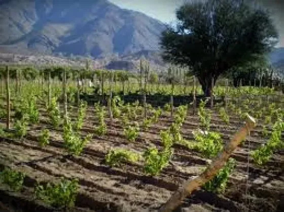 Bodega Humanao - Viñedos