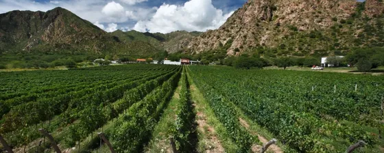 Bodega José Luis Mounier - Viñedos