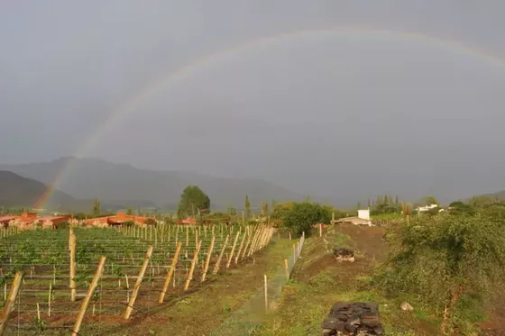 Bodega Miraluna - Paisaje