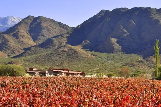 Bodega Miraluna - Paisaje