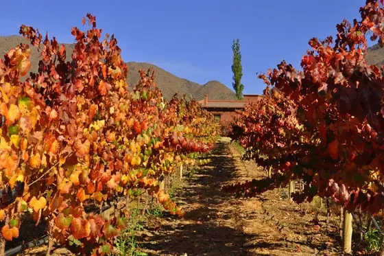 Bodega Miraluna - Viñedos