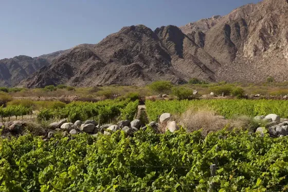 Bodega Amalaya - Paisajes