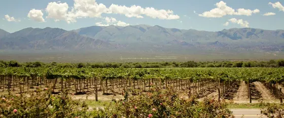 Bodega Tukma - Viñedos