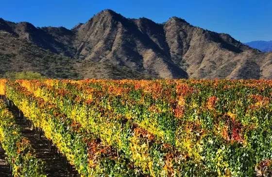 Bodega Yacochuya	- Viñedos