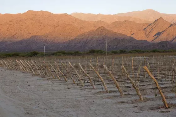 Bodega Amalaya - Viñedos