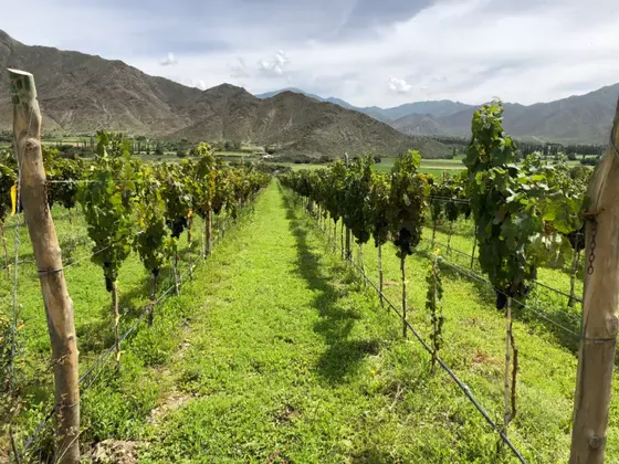 Bodega Puna - Viñedos