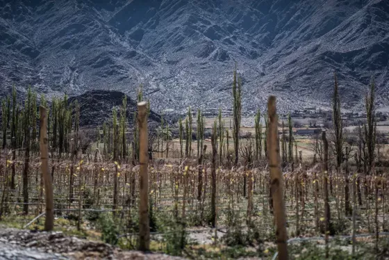 Bodega Puna - Paisaje