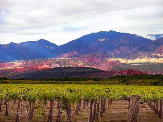 Bodega Tierra Arida - Paisaje