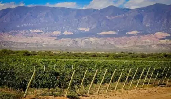 Bodega Tierra Arida - Viñedos