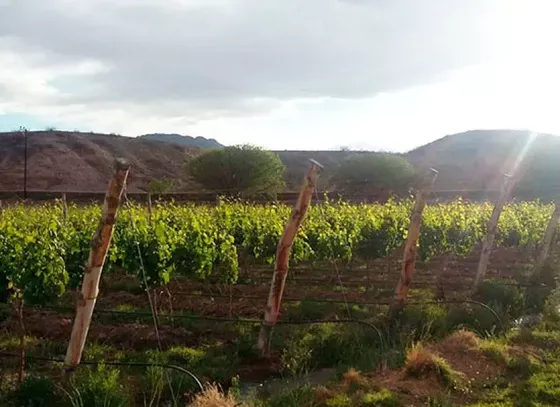 Bodega El Cese - Viñedos