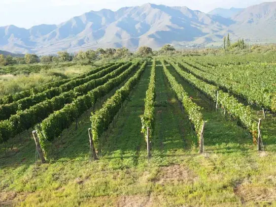 Bodega Adentro - Viñedos