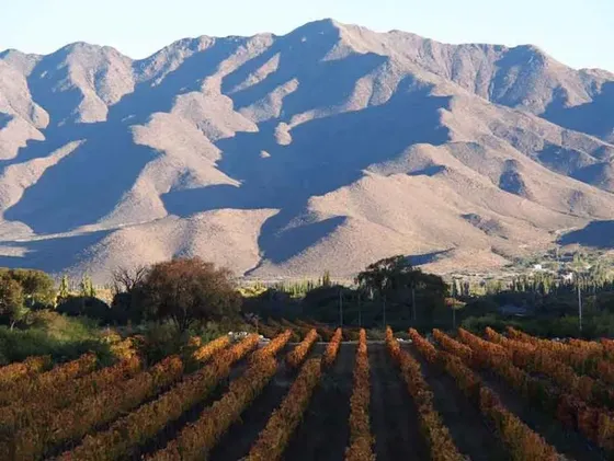 Bodega Adentro - Paisaje