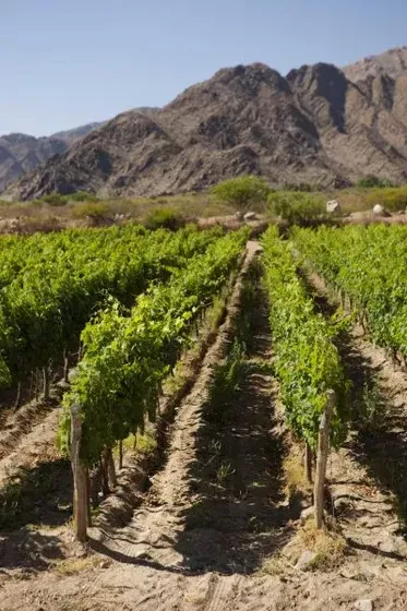 Bodega Amalaya - Viñedos