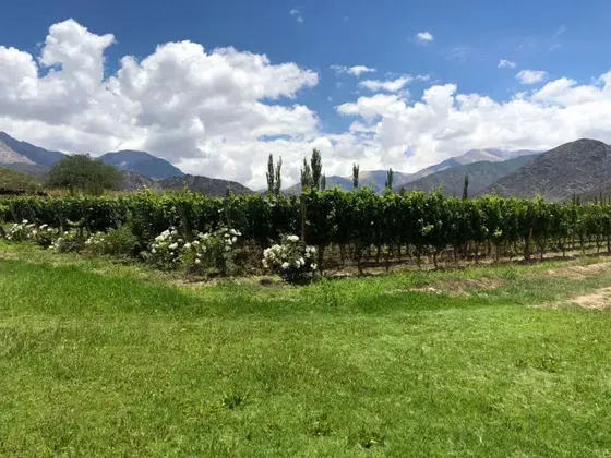 Bodega El Molino Viñedos