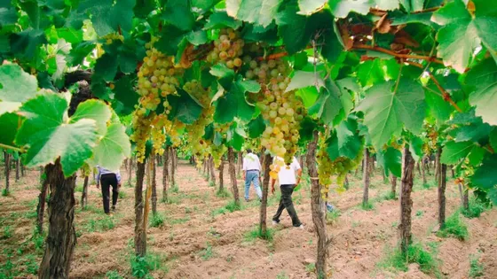 Bodega Quebrada de las Flechas Viñedos