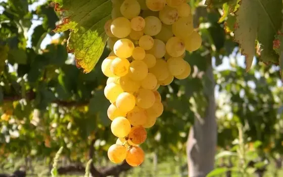 Uva Torrontés. Bodega Burbujas de Altura