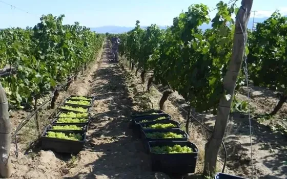 Viñedos. Bodega Burbujas de Altura