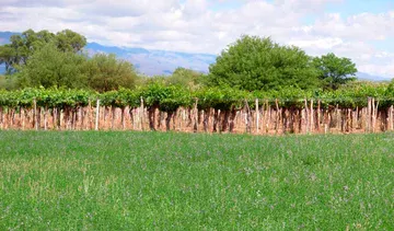 Bodega Finca La Elvira