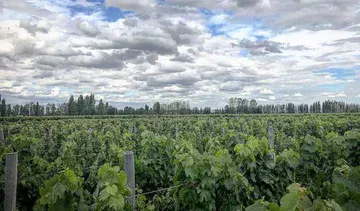 Bodega Viñas en Flor